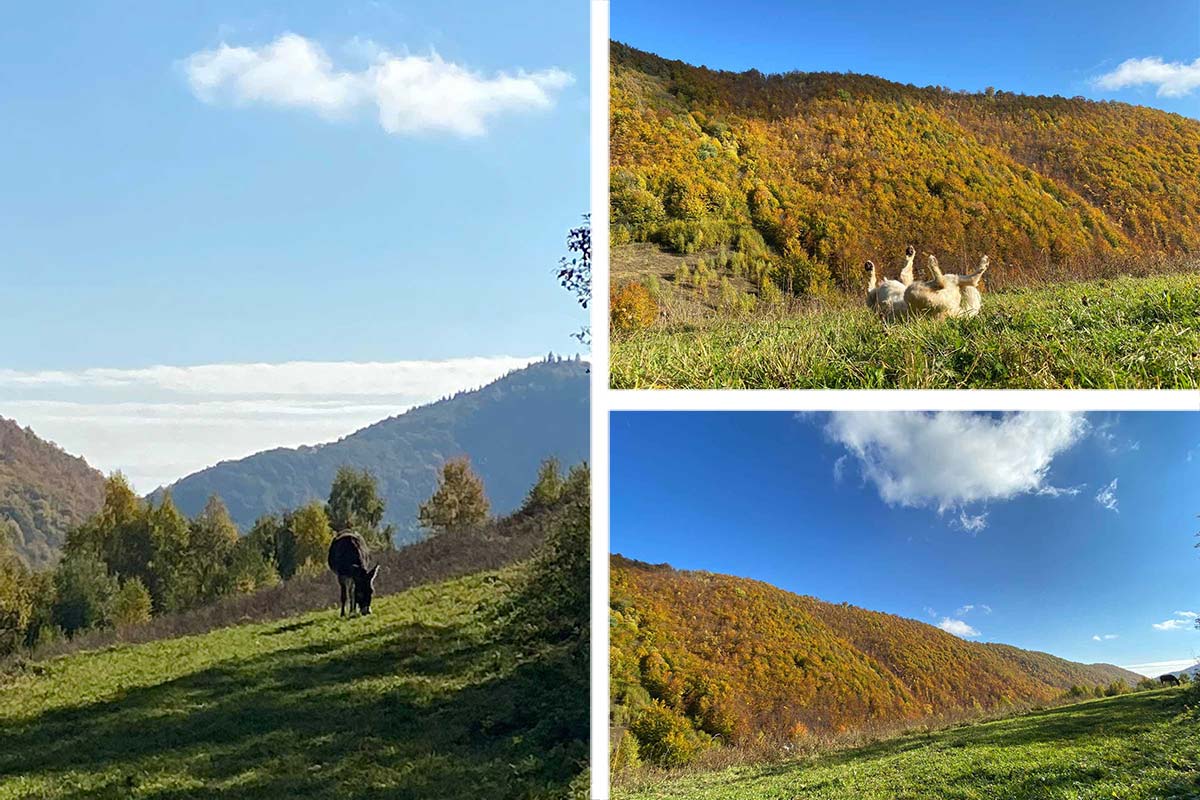 Sonne, Herbst und blauer Himmel