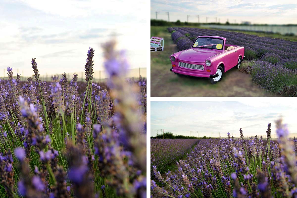 Lavendel und Sonnenblumen