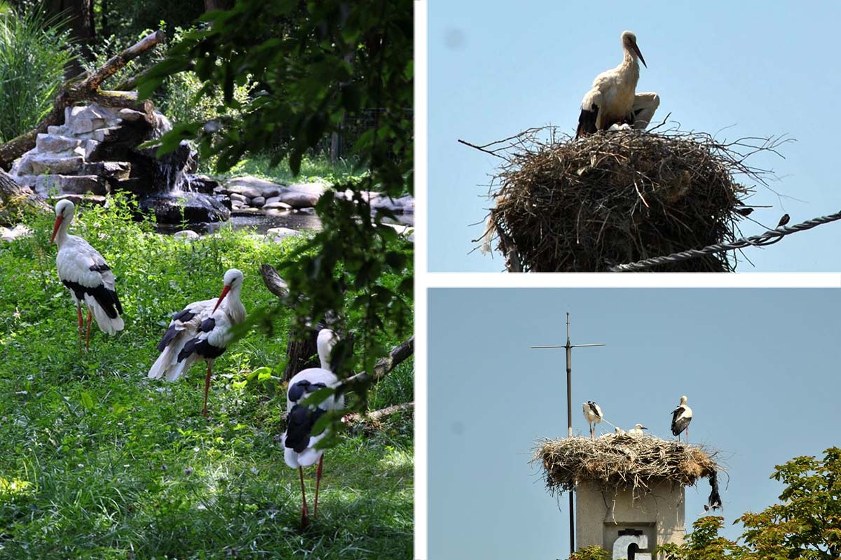 Bald kommen sie wieder… Störche in Rumänien