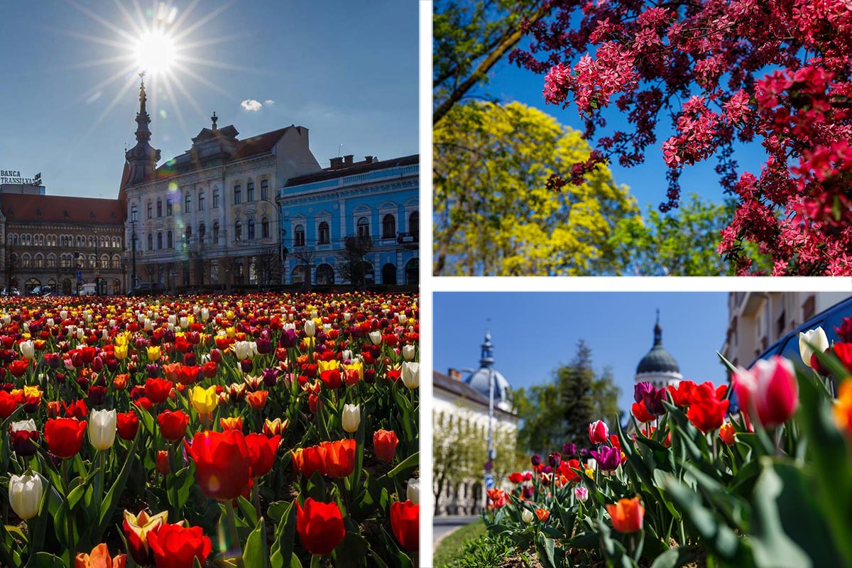Cluj-Napoca primăvara - o mare de flori