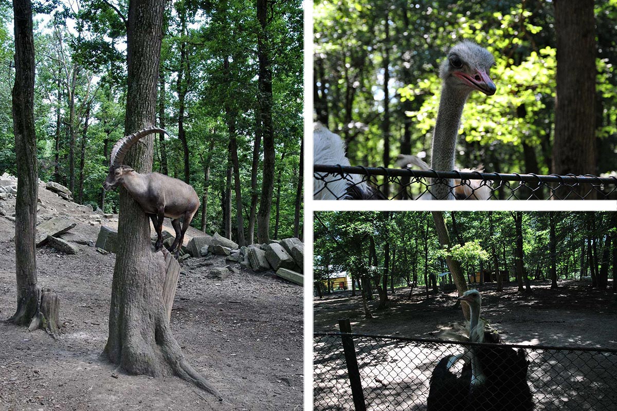 Târgu Mureș Zoo / Animal Park