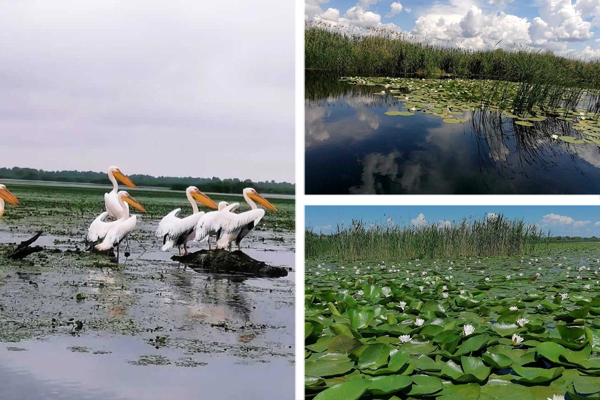 Wunderbare Bilder im Donaudelta