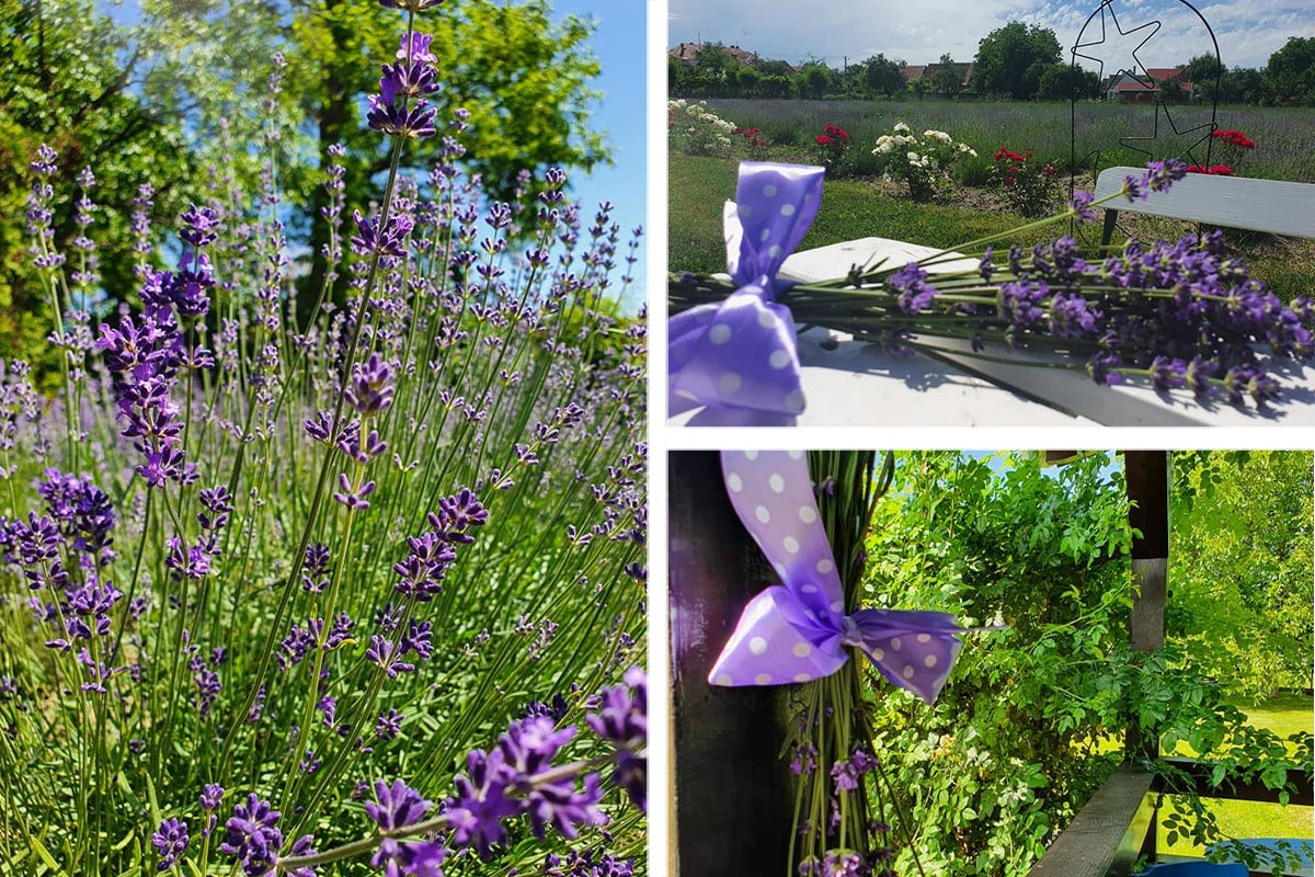 Lavendel, Lavendel und mehr… in Siebenbürgen