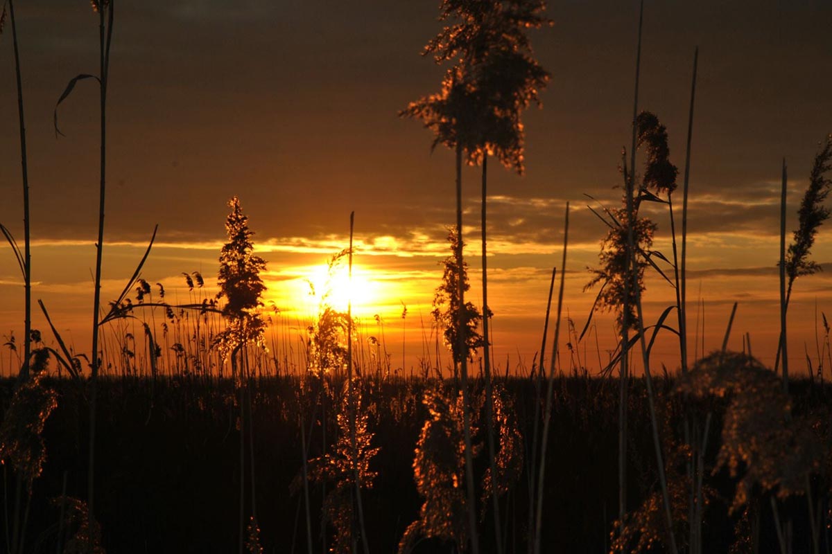 Abend im Donaudelta