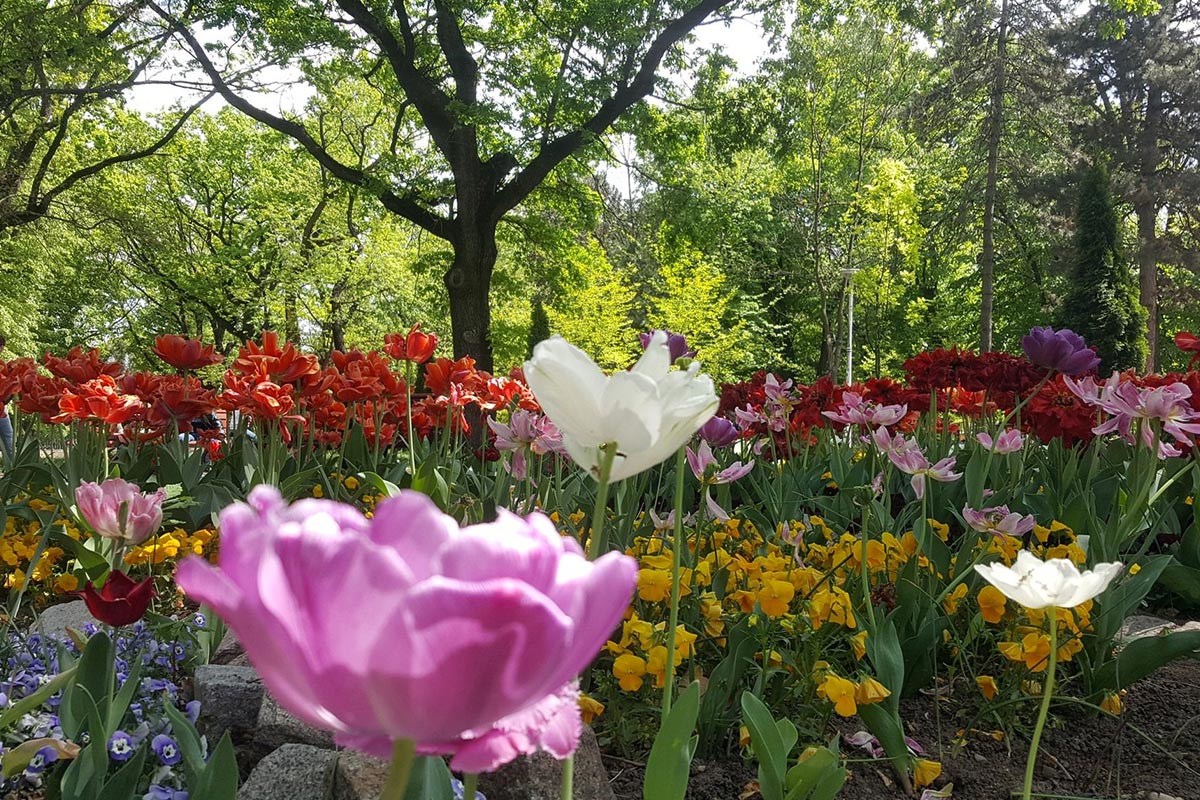 Grădina mare, Brăila