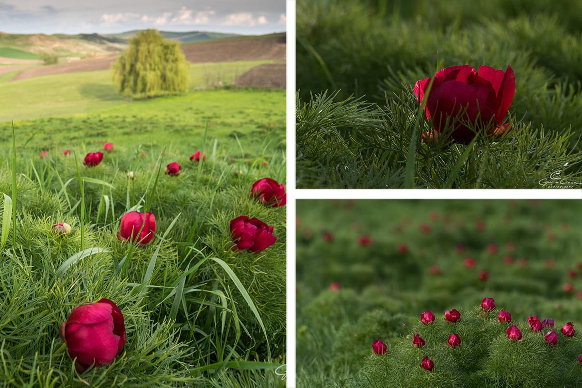 Bujorii de stepă (Paeonia tenuifolia)