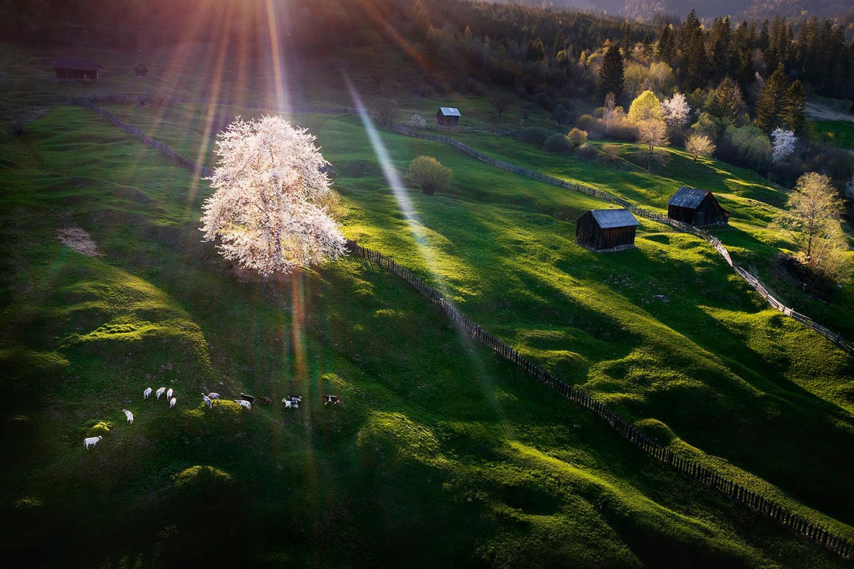 Primăvară în Bucovina