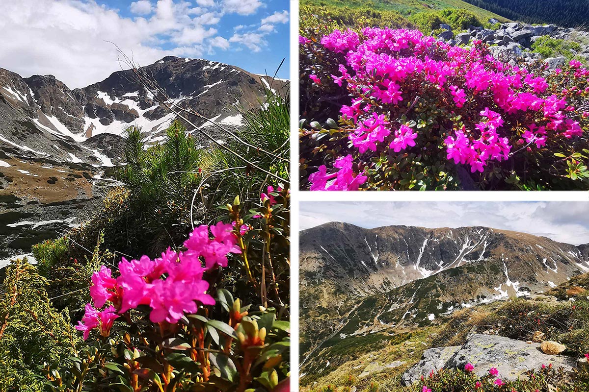 Blütenpracht im Parâng Gebirge