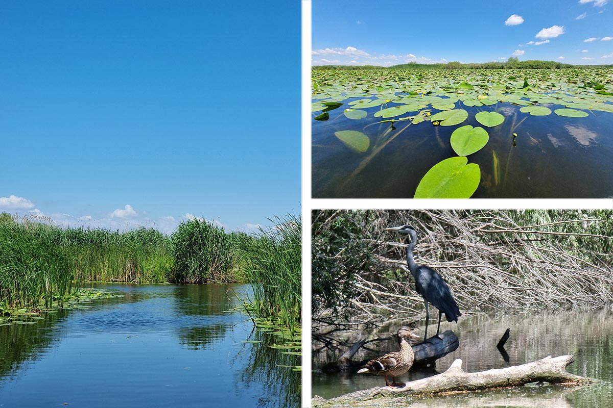 Donaudelta JETZT! 