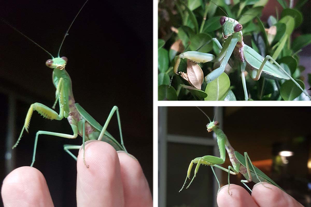 Earth Nun (Mantodea)