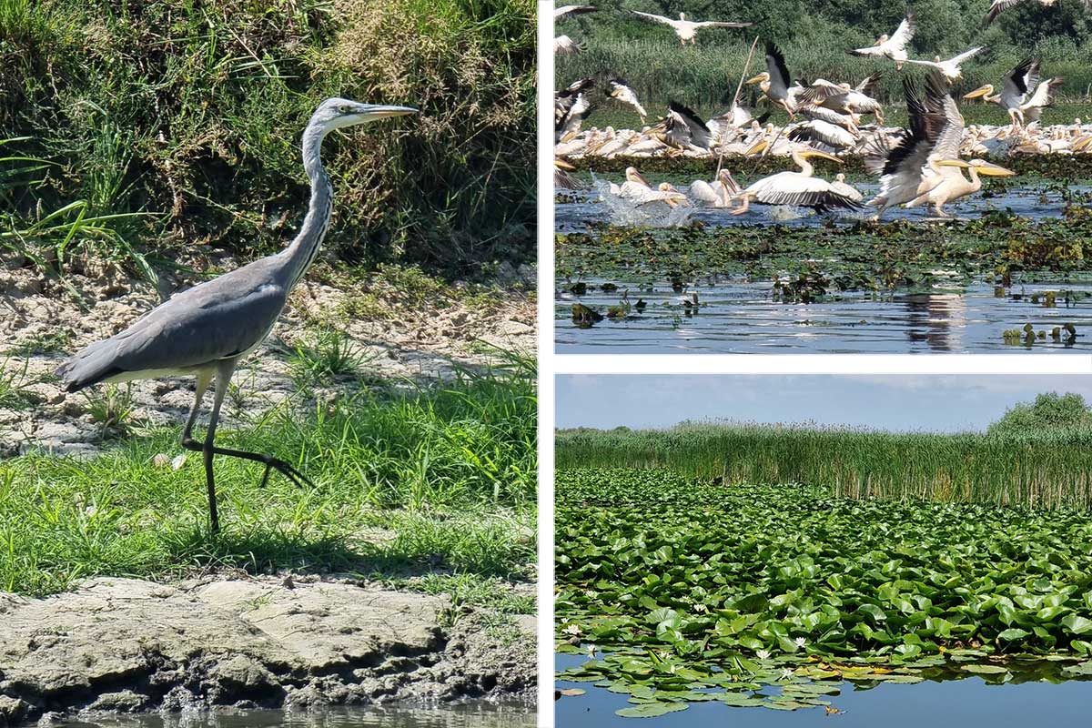 Das Donaudelta ... JETZT .... sooo schööön