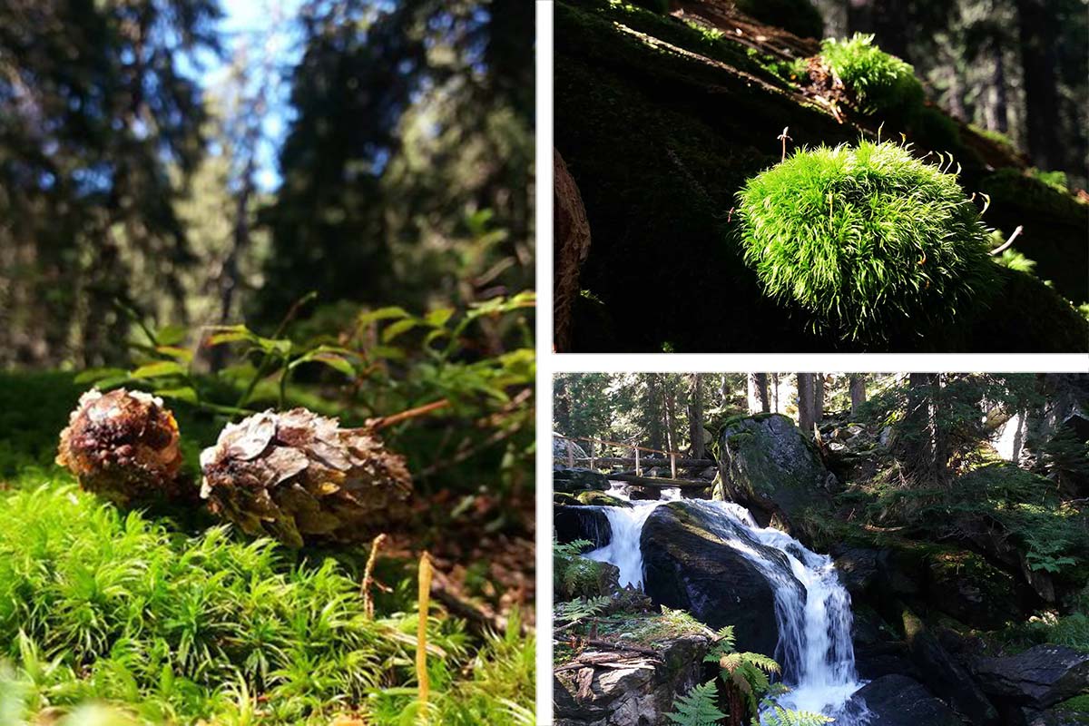 Herbst im Parang Gebirge