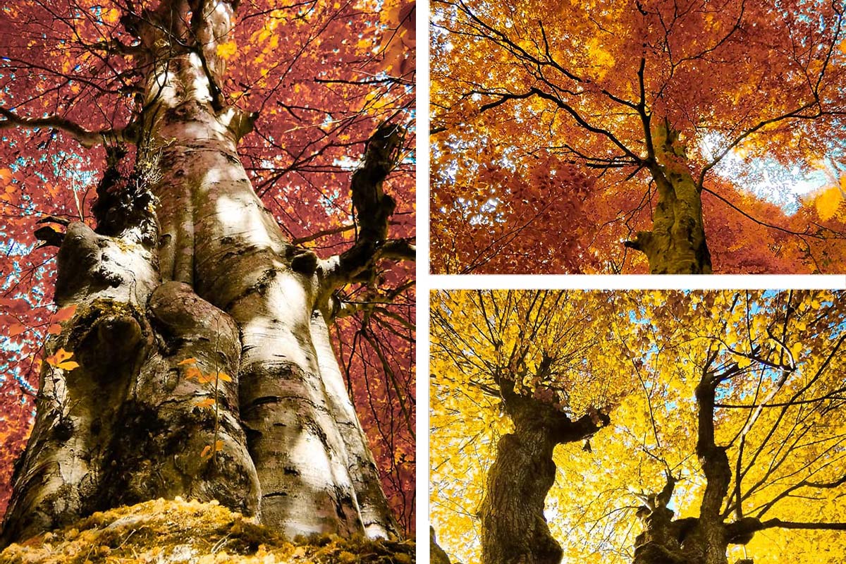 Herbst in Persani, Landkreis Valcea 