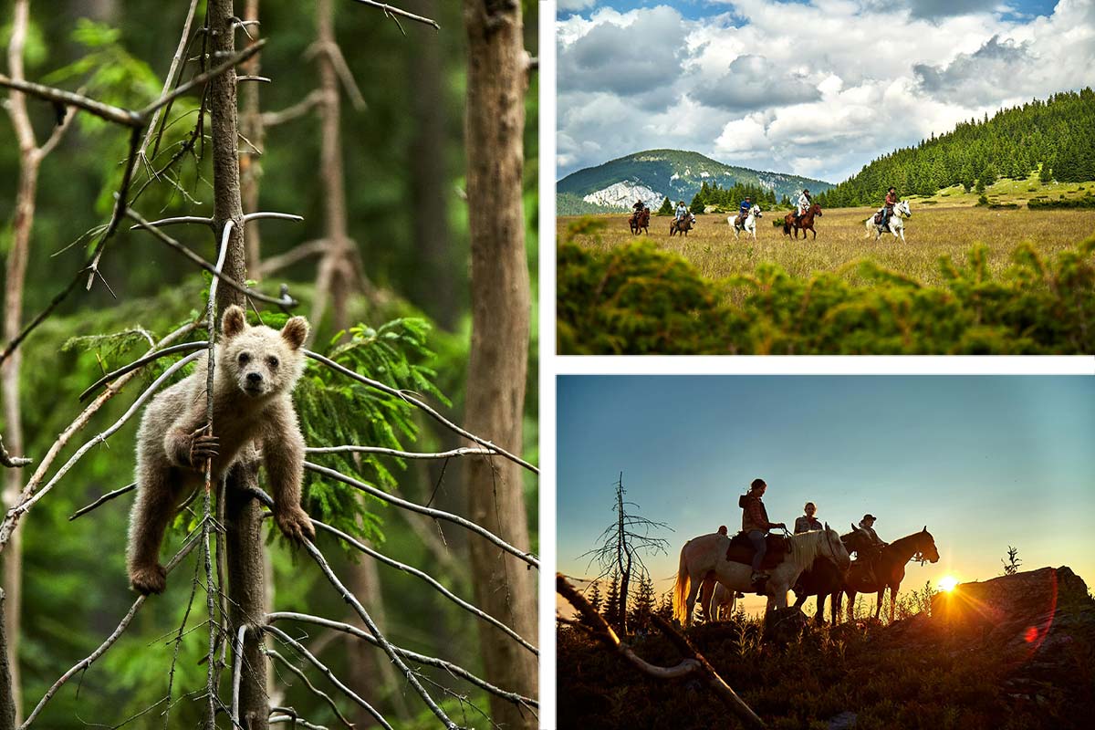 Hipparion Trails Weihnachtsgeschenk gesucht? 