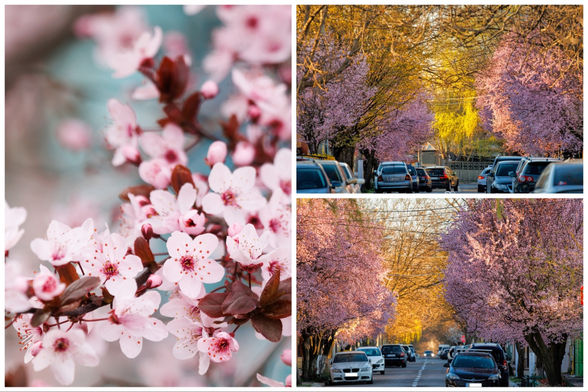 A sea of ​​flowers in Galati