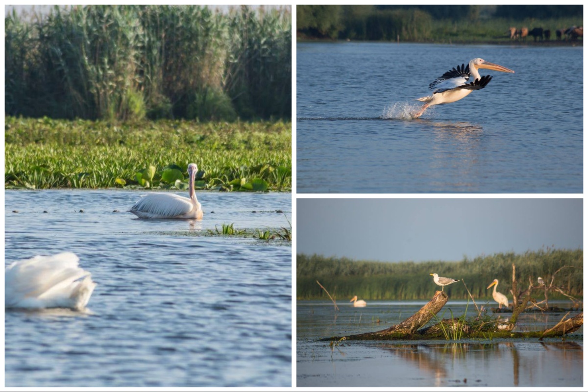 Das Donaudelta