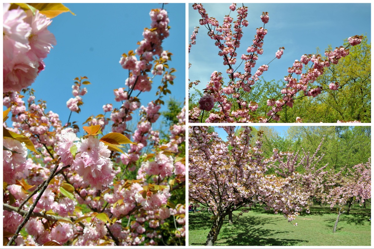 Japanischer Garten in Bukarest