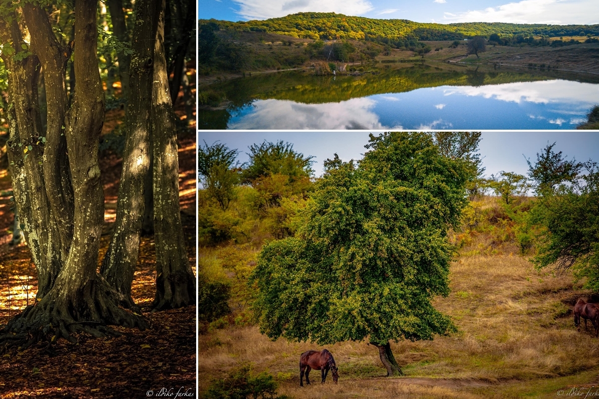 Cluj-Napoca - Faget - Salicea