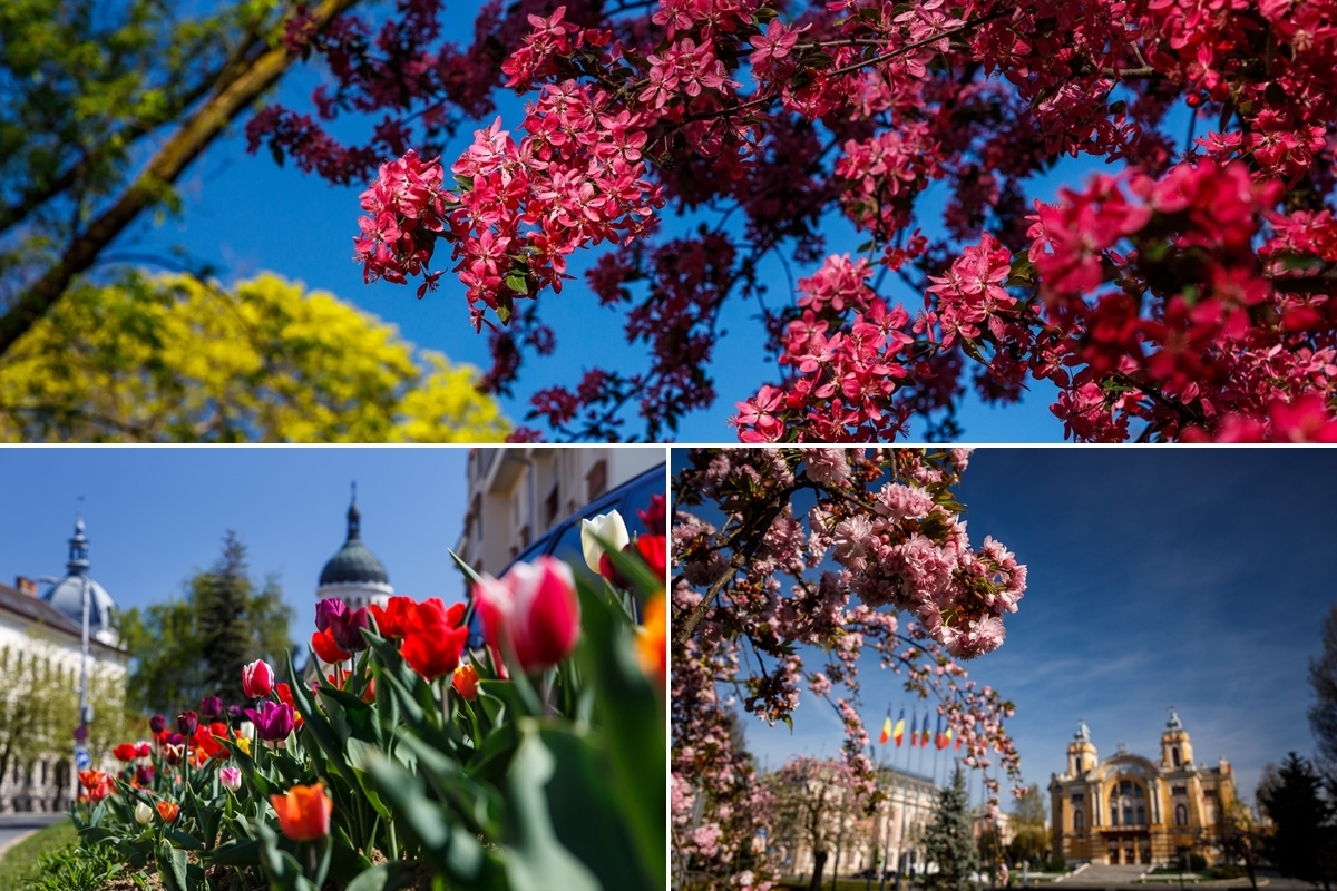 Coming soon... Cluj-Napoca in spring - a sea of flowers