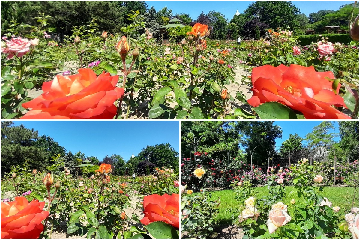 Rosarium im Botanischen Garten Galati