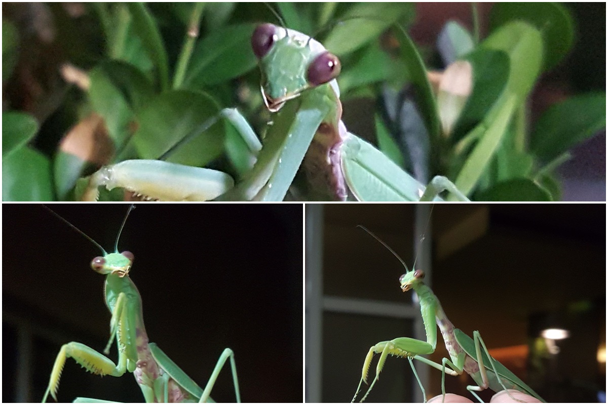 Gottesanbeterin, Fangschrecke (Mantodea)