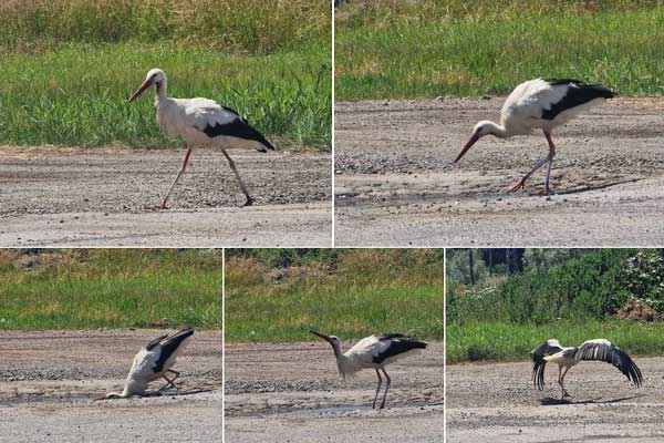 Noch nie gesehen ... wie ein Storch trinkt