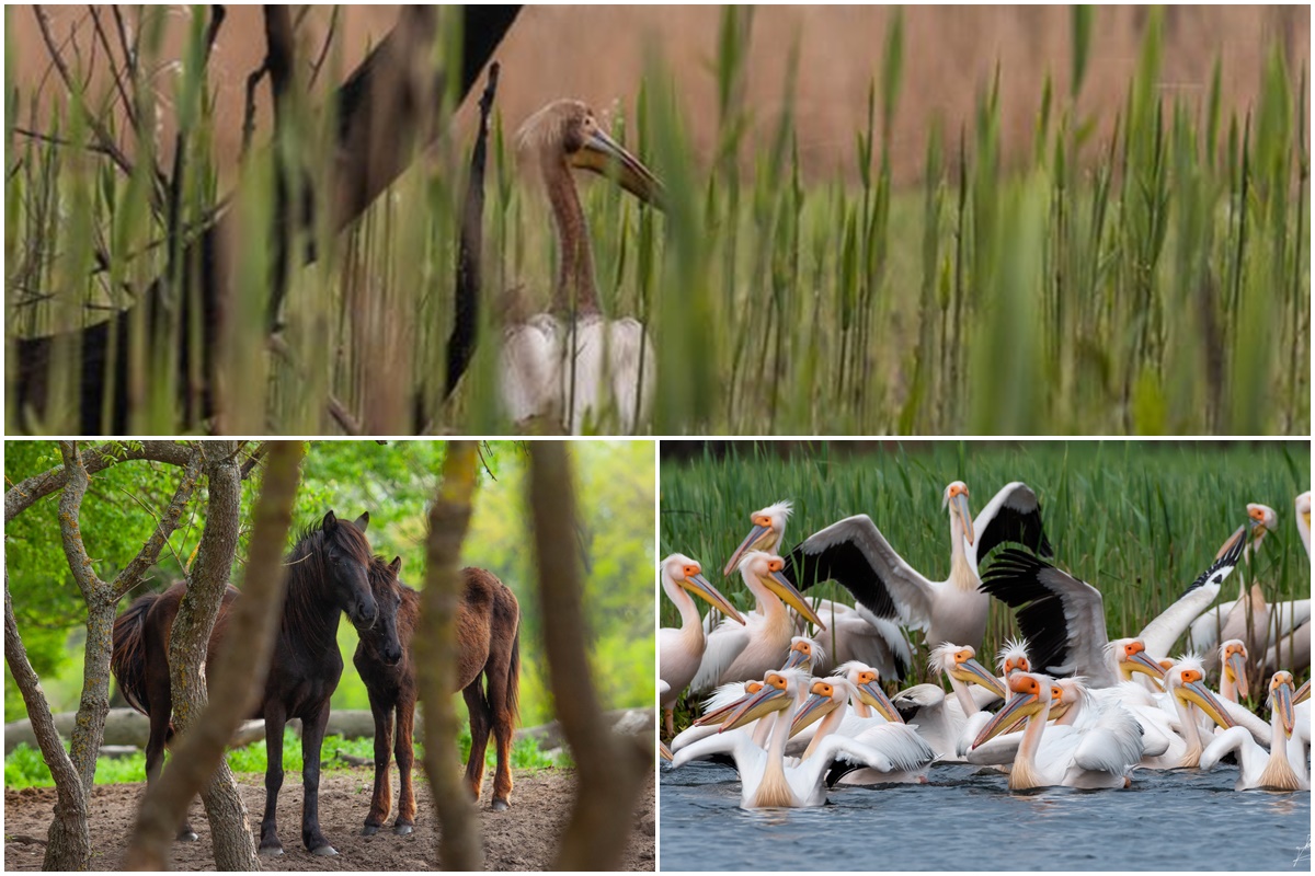 Das Donaudelta | Immer einen Besuch wert