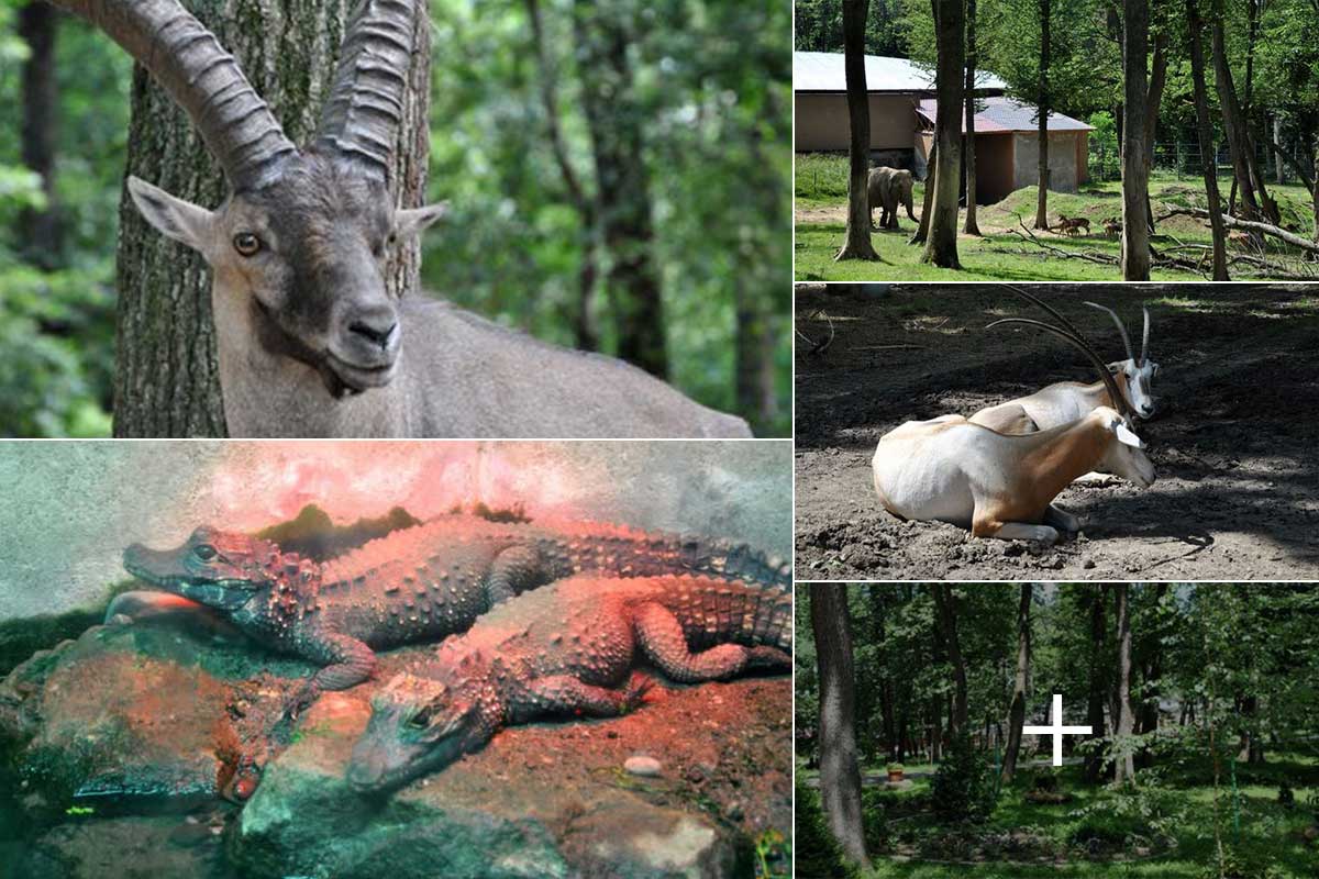 Der Zoo / Tierpark von Targu Mures | Landkreis Mures