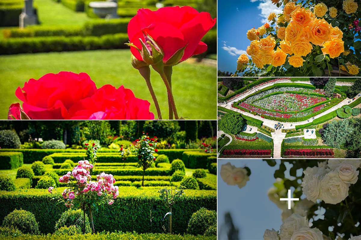 Ein Rosenparadies | I Giardini di Zoe | Landkreis Hunedoara