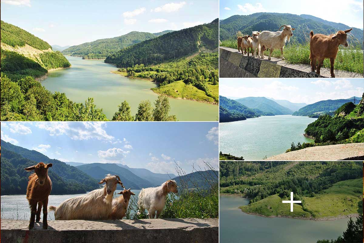 On the way from Buzău to Brașov, wonderful nature and wonderful goats