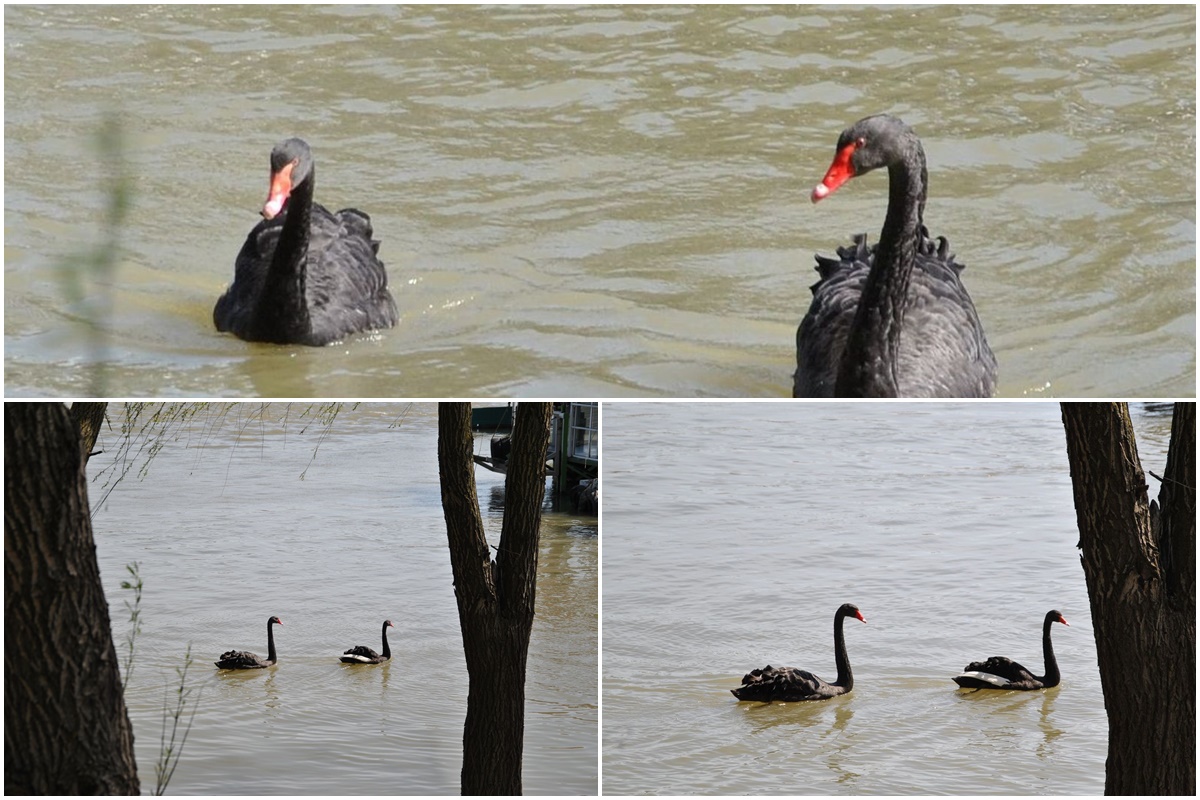 Swans in Brăila