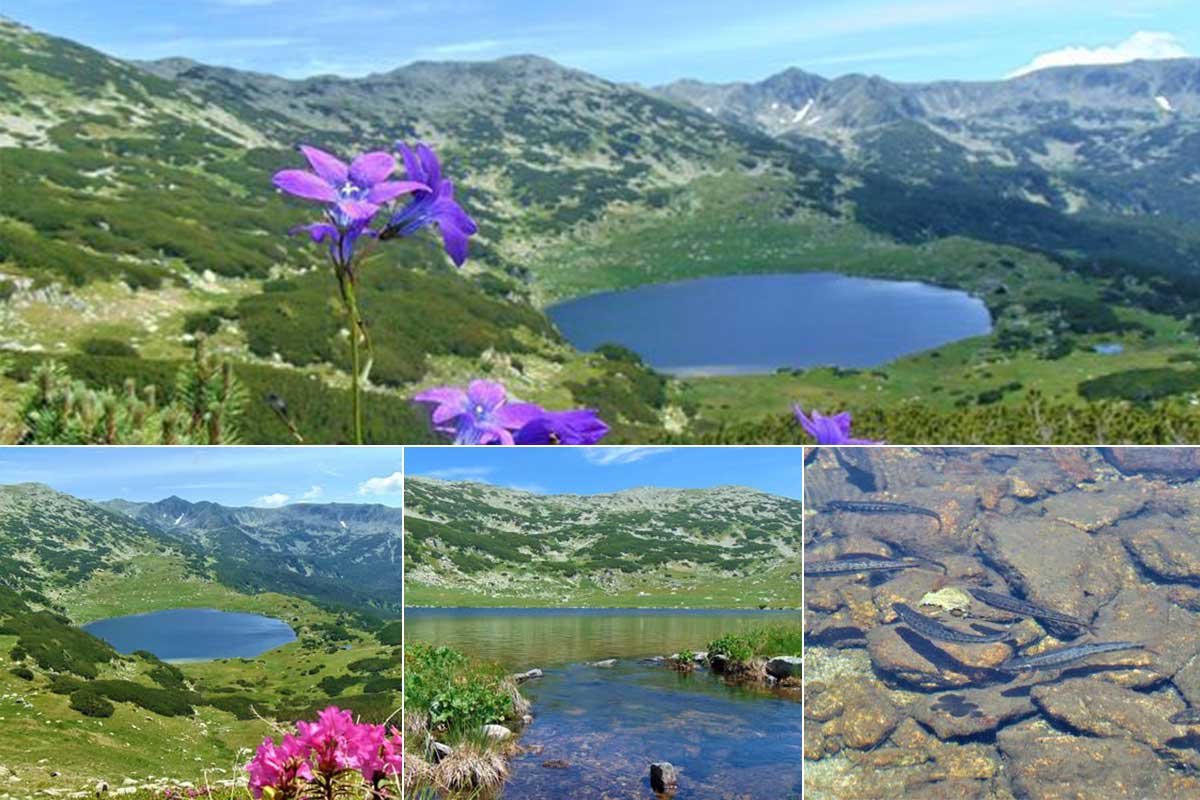 The blue beauty of Retezat Lake in spring/summer