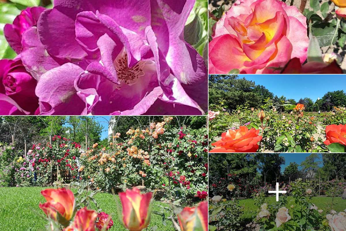 Rozariu în Grădina Botanică din Galați