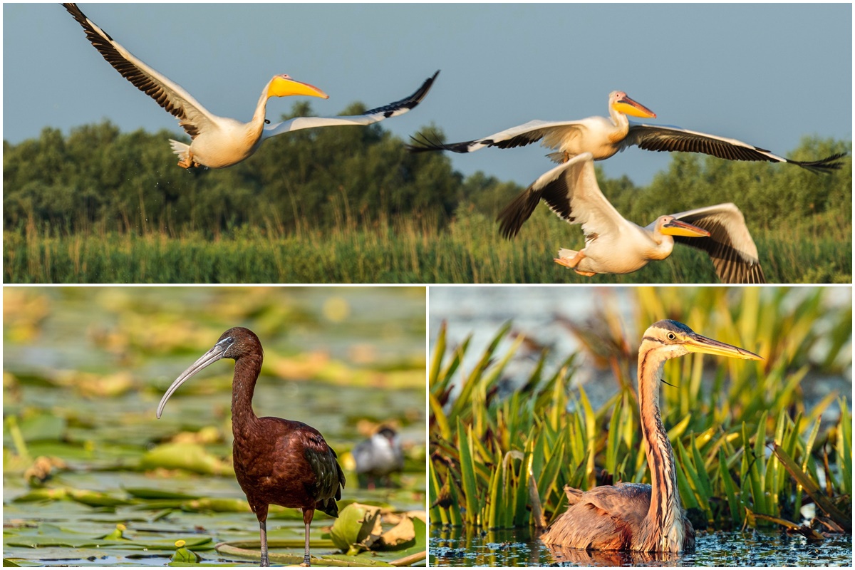 Danube Delta | Beautiful