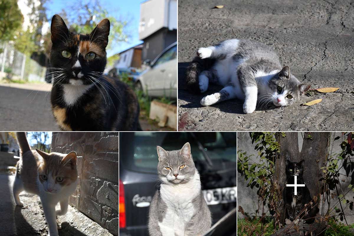 Cats in Galați | Pictures from last Sunday