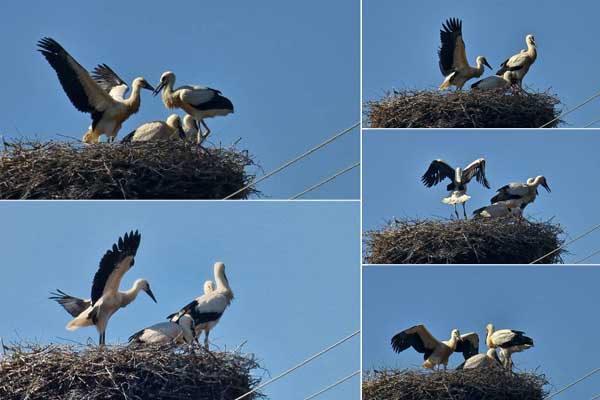 When the "little ones" learn to fly