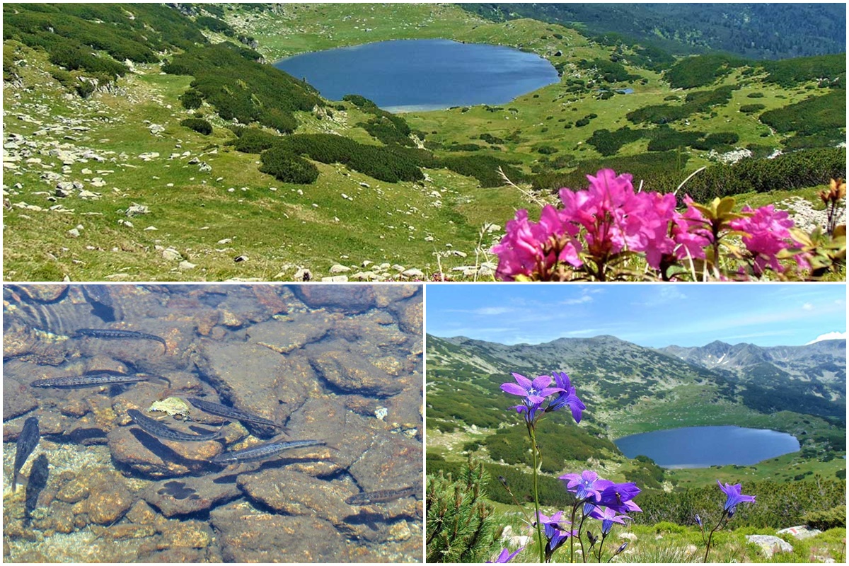 The blue beauty of Lake Retezat