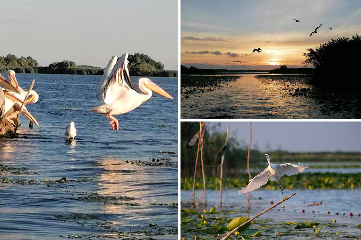 Bald wieder ... Ausflüge in das Delta der Donau