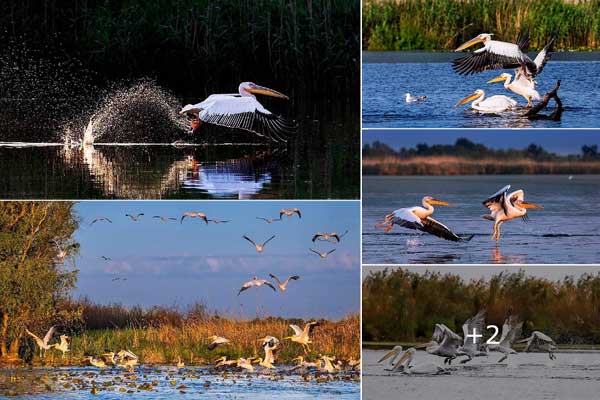 Pelikane im Donaudelta