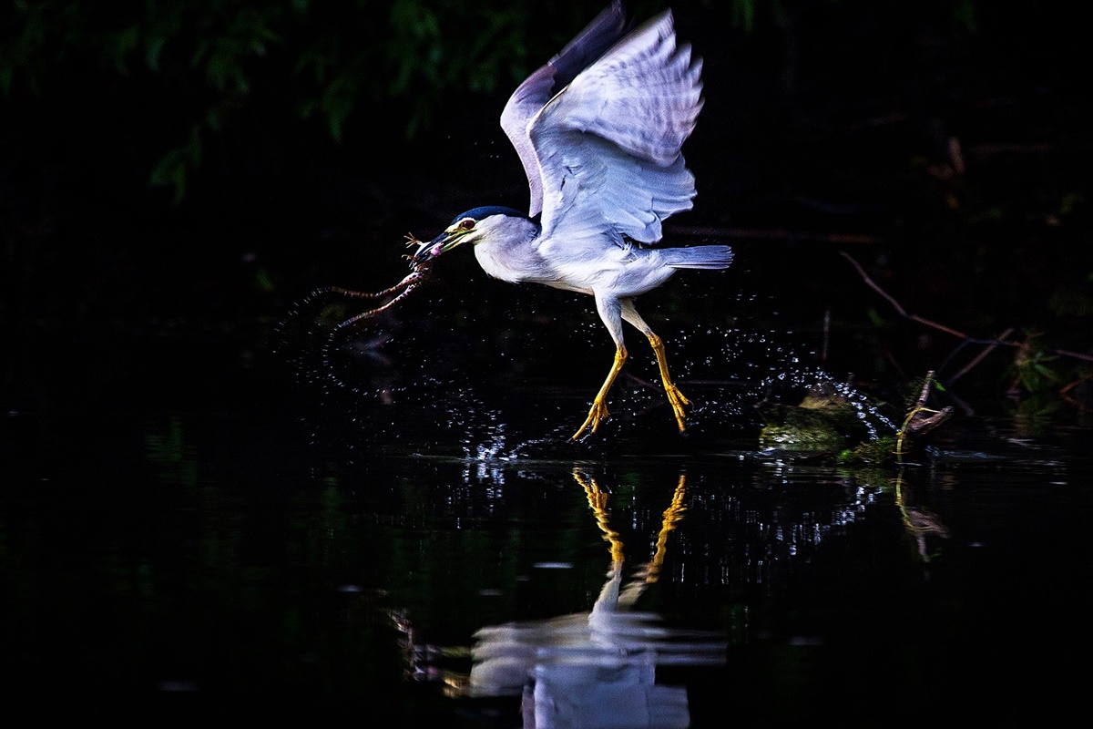 Der frühe Vogel fängt den Wurm ... Frosch