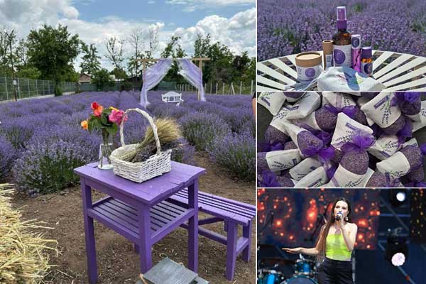 💜 Lavendel | Er blüht