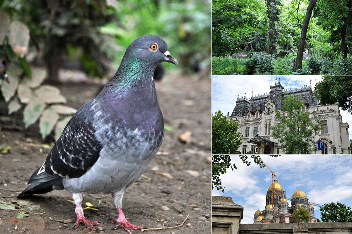 Impressionen aus Bukarest | Mai 2021 | Sektor 1