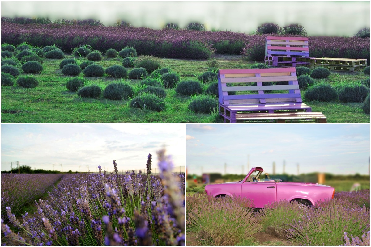 Lavender fields | soon ...