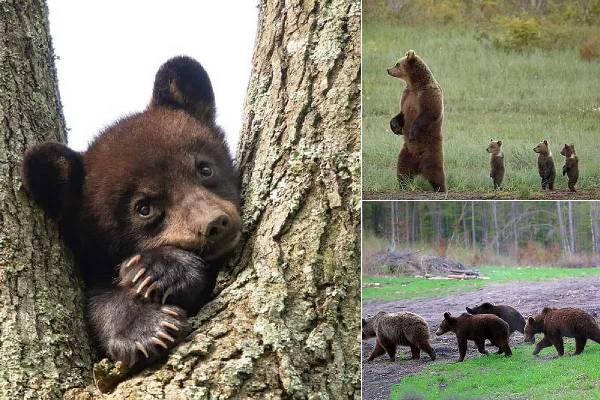 z4nv3x3uvjesdh2niia8hsz0j67lyl