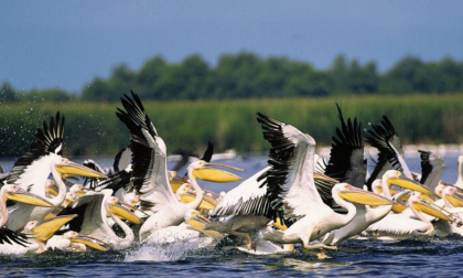 Pelicani_din_Delta_Dunarii-420x252
