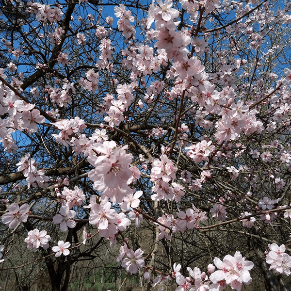 Spring in Romania