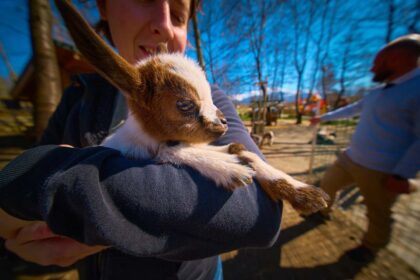 mini-zoo-1-1-420x280