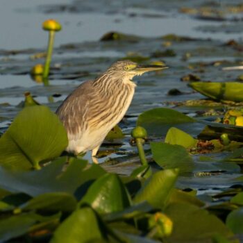 Donaudelta10-350x350