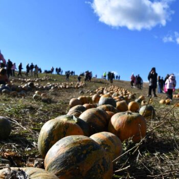 Kürbisfestival-350x350