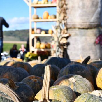 Kürbisfestival1-350x350